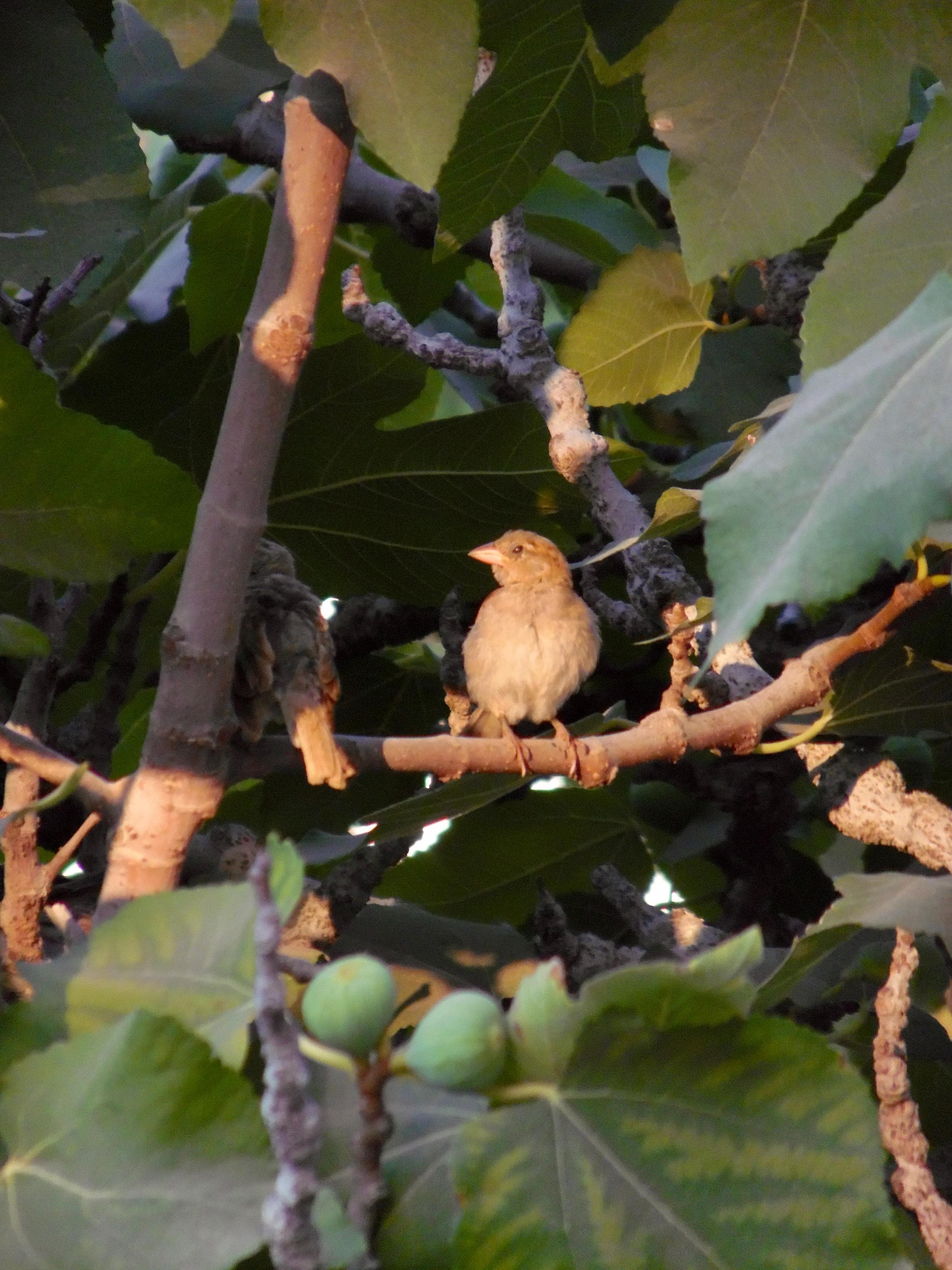 Random Bird in a Tree