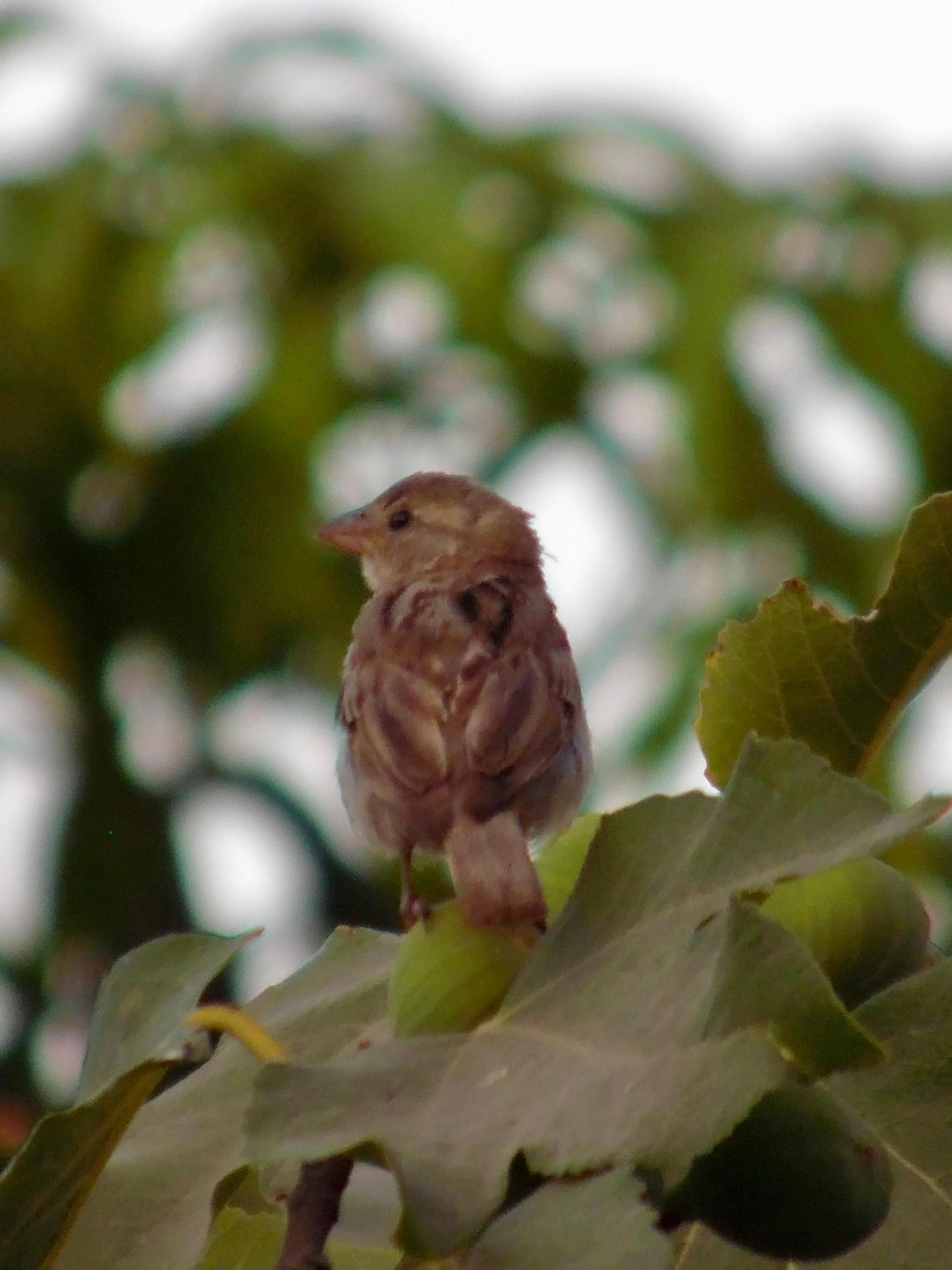 Random Bird in a Tree
